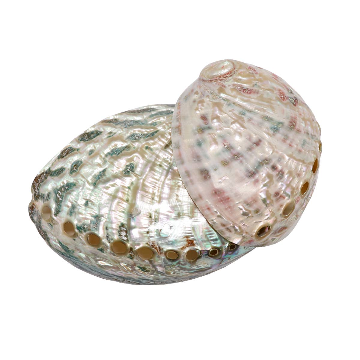 Abalone Shell Smudge Bowl | Natural Sage Burner: Small (2"-3")
