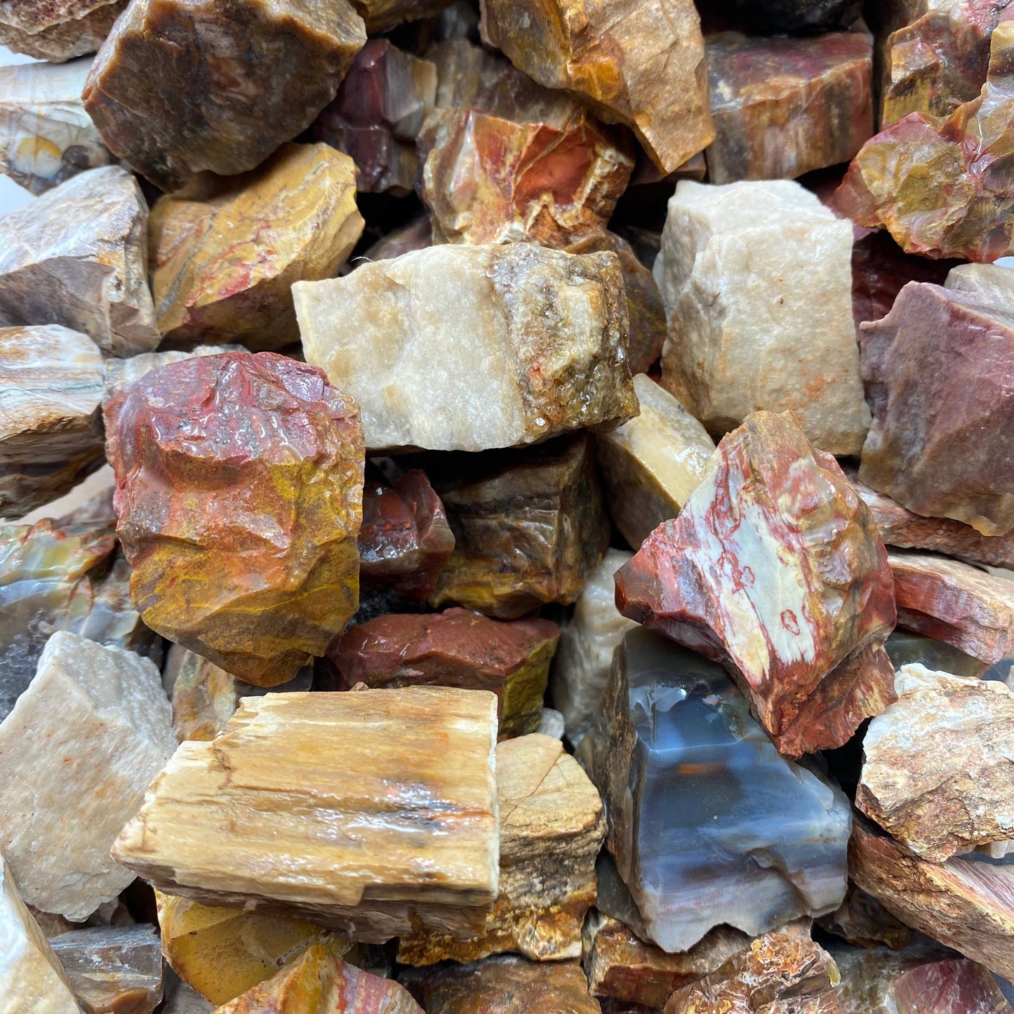 1 piece of Petrified Wood Rough