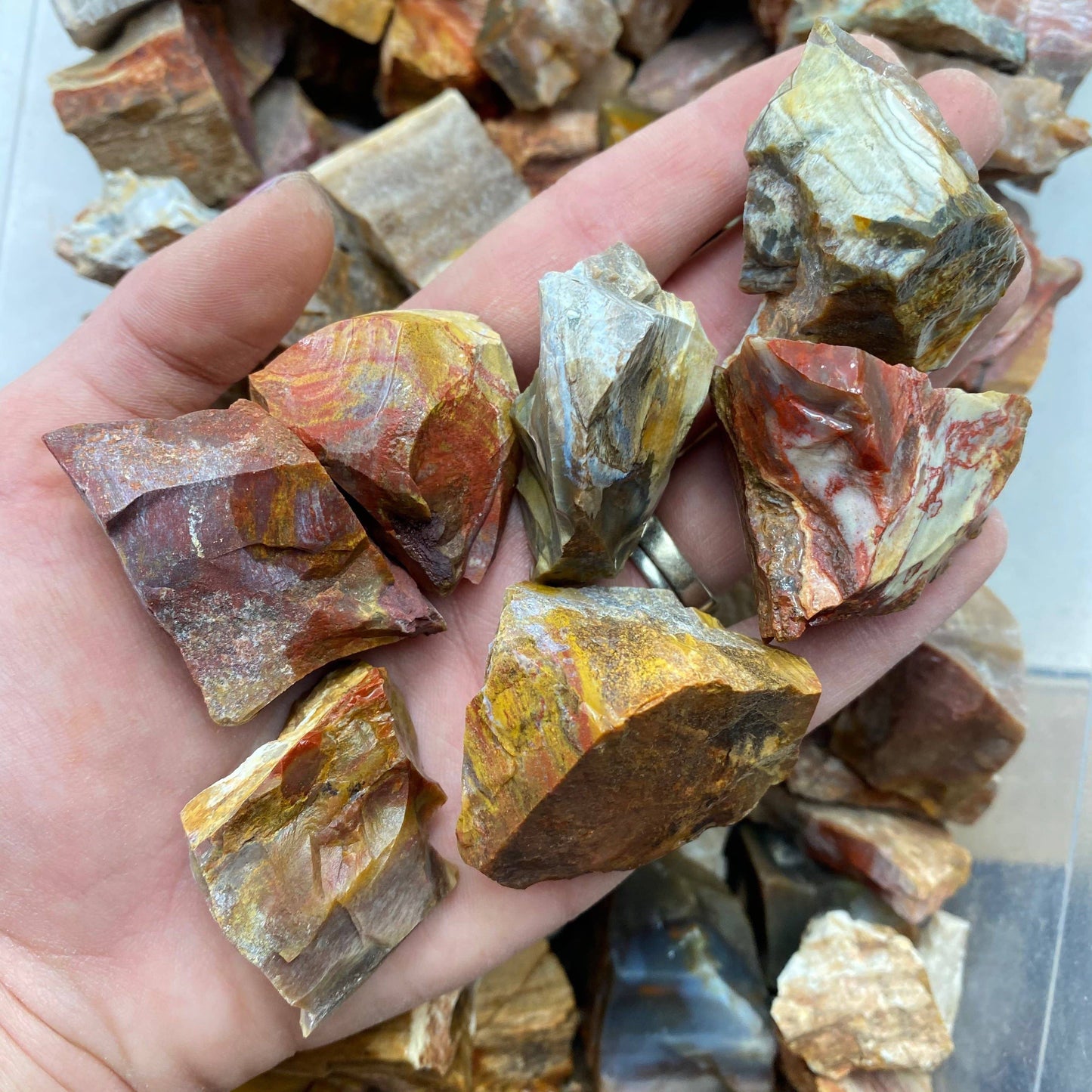 1 piece of Petrified Wood Rough