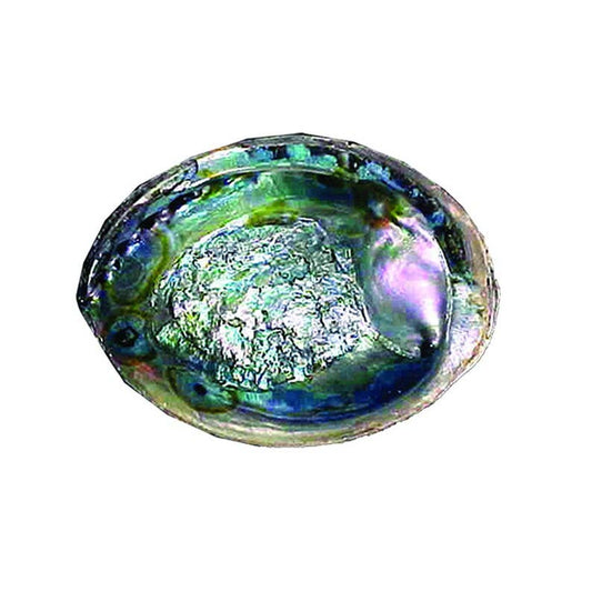 Green Abalone Shell (5-6in.)