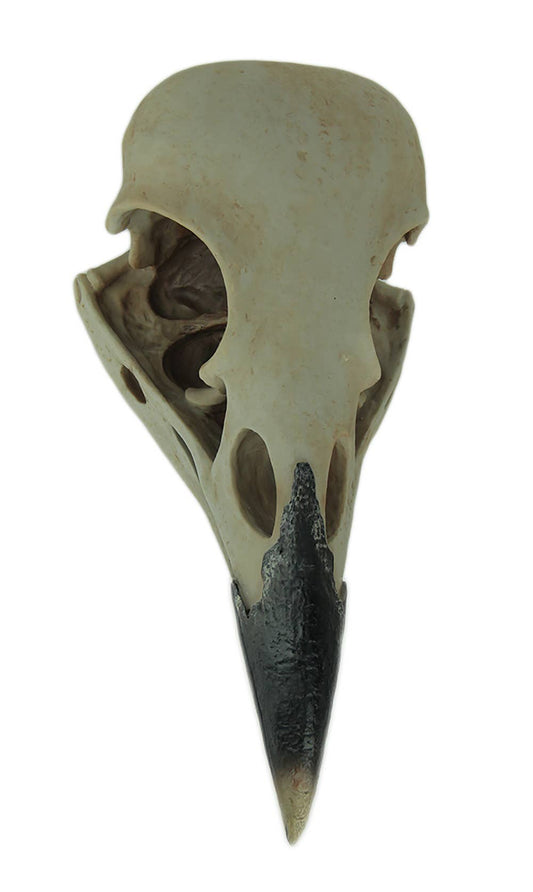 Corvus Bird of Prophecy Gothic Raven Skull Wall Hanging
