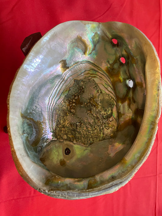 7-8 in Abalone shell