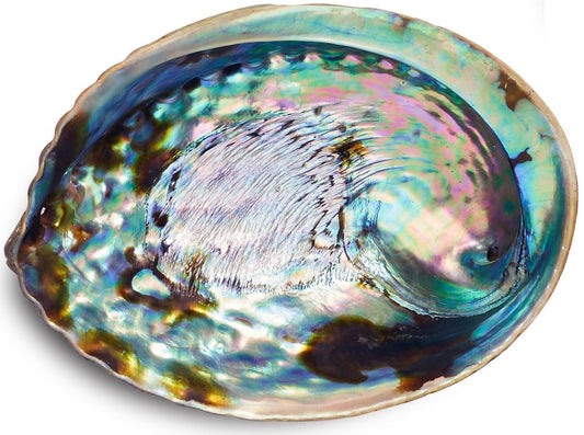 Abalone Shell Smudge Bowl | Natural Sage Burner: Reg. (3"-4")