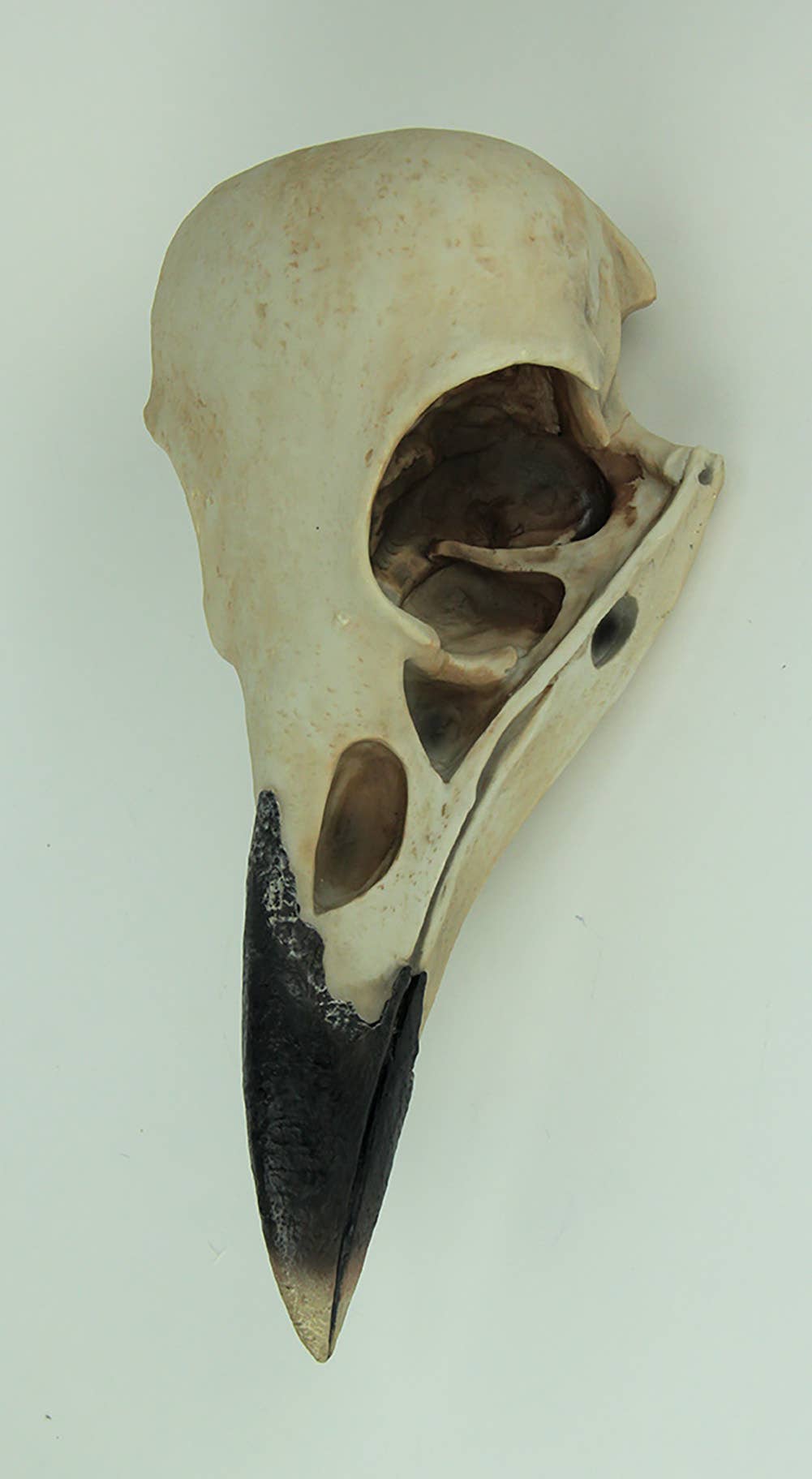 Corvus Bird of Prophecy Gothic Raven Skull Wall Hanging